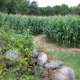 Salisbury Farm Corn Maze & Pumpkin Patch photo