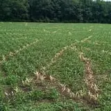 Salisbury Farm Corn Maze & Pumpkin Patch photo