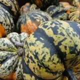 Salisbury Farm Corn Maze & Pumpkin Patch photo