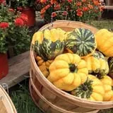 Salisbury Farm Corn Maze & Pumpkin Patch photo