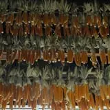 Salisbury Farm Corn Maze & Pumpkin Patch photo