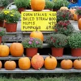 Salisbury Farm Corn Maze & Pumpkin Patch photo
