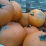 Salisbury Farm Corn Maze & Pumpkin Patch photo