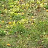 Salisbury Farm Corn Maze & Pumpkin Patch photo