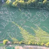 Salisbury Farm Corn Maze & Pumpkin Patch photo