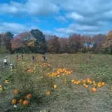Salisbury Farm Corn Maze & Pumpkin Patch photo