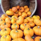 Salisbury Farm Corn Maze & Pumpkin Patch photo