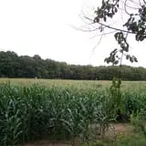 Salisbury Farm Corn Maze & Pumpkin Patch photo