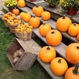 Salisbury Farm Corn Maze & Pumpkin Patch photo
