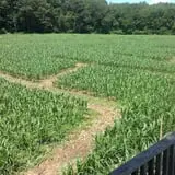 Salisbury Farm Corn Maze & Pumpkin Patch photo