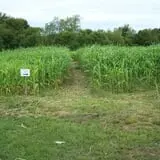 Salisbury Farm Corn Maze & Pumpkin Patch photo