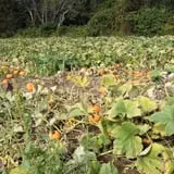 Salisbury Farm Corn Maze & Pumpkin Patch photo