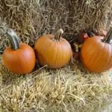 Salisbury Farm Corn Maze & Pumpkin Patch photo