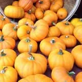 Salisbury Farm Corn Maze & Pumpkin Patch photo