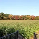 Salisbury Farm Corn Maze & Pumpkin Patch photo