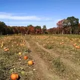 Salisbury Farm Corn Maze & Pumpkin Patch photo