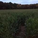 Salisbury Farm Corn Maze & Pumpkin Patch photo