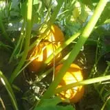 Pumpkin Patch Farms photo