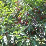 Lawrence Farms Orchards photo