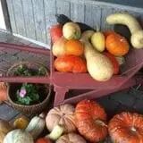Lawrence Farms Orchards photo
