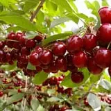 Lawrence Farms Orchards photo