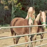 Lawrence Farms Orchards photo