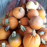 Lawrence Farms Orchards photo
