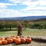Lawrence Farms Orchards photo