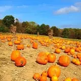 Lawrence Farms Orchards photo