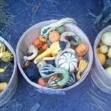 Lawrence Farms Orchards photo