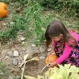 Lawrence Farms Orchards photo