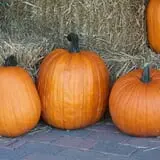 Lawrence Farms Orchards photo
