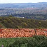 Lawrence Farms Orchards photo