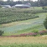 Lawrence Farms Orchards photo