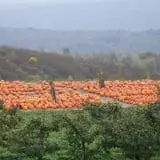 Lawrence Farms Orchards photo