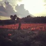 Lawrence Farms Orchards photo