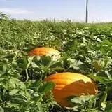 Shihata's Orchard photo