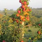 Shihata's Orchard photo