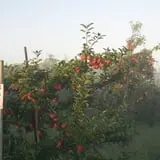 Shihata's Orchard photo