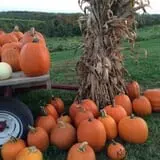 Shihata's Orchard photo