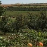 Shihata's Orchard photo