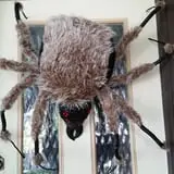 Spider Hollow photo