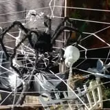 Spider Hollow photo