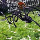 Spider Hollow photo