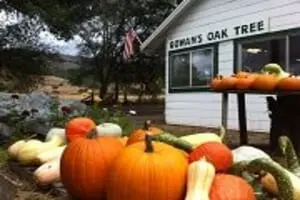 Gowan's Oak Tree Pumpkins
