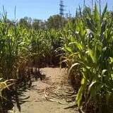 Froberg Fruit and Vegetable Farm photo