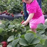 Froberg Fruit and Vegetable Farm photo