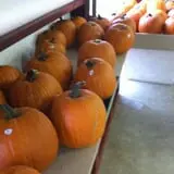 Froberg Fruit and Vegetable Farm photo