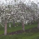 Woodstock Orchards photo