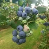 Woodstock Orchards photo